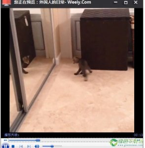 美拍视频分析助手1.0绿色纯净版